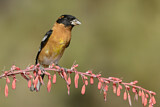 Image. Black-headed Grosbeak