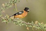 Image. Black-headed Grosbeak