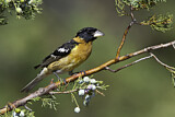 Image. Black-headed Grosbeak