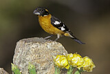 Image. Black-headed Grosbeak