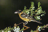 Image. Black-headed Grosbeak