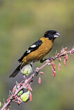 Image. Black-headed Grosbeak