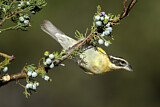 Image. Black-headed Grosbeak