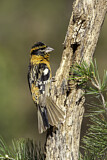 Image. Black-headed Grosbeak