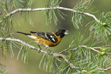 Image. Black-headed Grosbeak