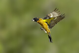 Image. Black-headed Grosbeak