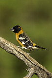 Image. Black-headed Grosbeak