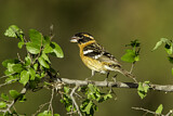 Image. Black-headed Grosbeak