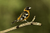 Image. Black-headed Grosbeak