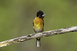 Image. Black-headed Grosbeak