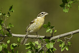 Image. Black-headed Grosbeak