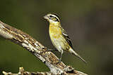 Image. Black-headed Grosbeak