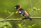 Image. Black-headed Grosbeak