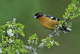 Image. Black-headed Grosbeak