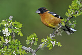 Image. Black-headed Grosbeak