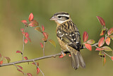 Image. Black-headed Grosbeak