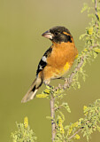 Image. Black-headed Grosbeak