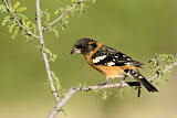 Image. Black-headed Grosbeak