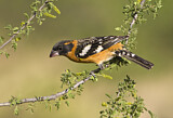 Image. Black-headed Grosbeak
