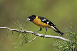 Image. Black-headed Grosbeak