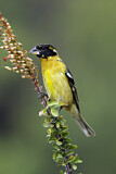 Image. Black-headed Grosbeak