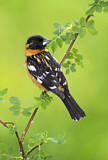 Image. Black-headed Grosbeak