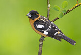 Image. Black-headed Grosbeak