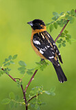 Image. Black-headed Grosbeak