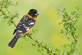 Image. Black-headed Grosbeak