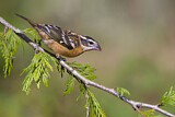 Image. Black-headed Grosbeak