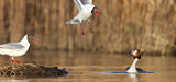 Image. Black-headed Gull & Crested Grebe