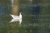 Image. Black-headed Gull