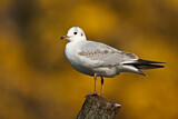 Image. Black-headed Gull
