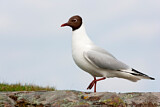 Image. Black-headed Gull