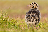 Image. Black-headed Gull