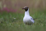 Image. Black-headed Gull