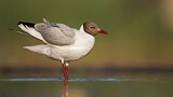 Image. Black-headed Gull