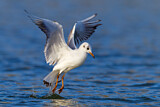 Image. Black-headed Gull