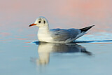Image. Black-headed Gull