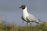 Image. Black-headed Gull