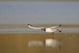 Image. Black-headed Gull