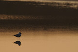 Image. Black-headed Gull