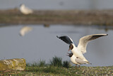 Image. Black-headed Gull