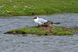 Image. Black-headed Gull
