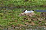 Image. Black-headed Gull