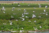 Image. Black-headed Gull