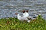 Image. Black-headed Gull