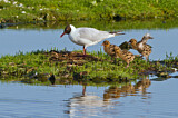 Image. Black-headed Gull