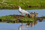 Image. Black-headed Gull