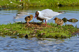 Image. Black-headed Gull
